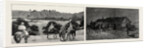 The Recent Rebellion in Canada: on the Trail after Big Bear, Transport Wagons in Mukeg (Mossy Bog) by Anonymous