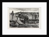 The War in the Soudan: Burial of the Late MK. J.A. Cameron, of the Standard, by His Fellow-Correspondents by Anonymous