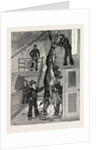 Weighing the Prince's Elk on Board the Osborne, Sweden by Anonymous