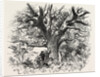 A Buck-Hunting Excursion in South Africa: A Yellow-Wood Tree by Anonymous
