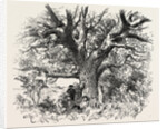 A Buck-Hunting Excursion in South Africa: A Yellow-Wood Tree by Anonymous