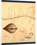 Hana Gai Aragai Masuo Gai, Aragai Hokkei, 1780-1850, by Anonymous