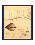 Hana Gai Aragai Masuo Gai, Aragai Hokkei, 1780-1850, by Anonymous