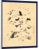 Butterflies and Moths by Anonymous
