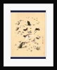 Butterflies and Moths by Anonymous