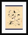 Butterflies and Moths by Anonymous