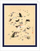 Butterflies and Moths by Anonymous
