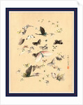 Butterflies and Moths by Anonymous
