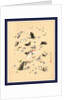 Butterflies and Moths by Anonymous