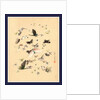 Butterflies and Moths by Anonymous