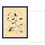 Butterflies and Moths by Anonymous