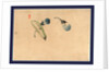 Cucumber or Squash and Eggplant by Anonymous