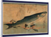 Bora Zu, Striped Mullet (Bora) by Anonymous