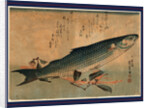 Bora Zu, Striped Mullet (Bora) by Anonymous