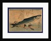 Bora Zu, Striped Mullet (Bora) by Anonymous