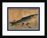 Bora Zu, Striped Mullet (Bora) by Anonymous