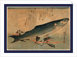 Bora Zu, Striped Mullet (Bora) by Anonymous