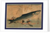 Bora Zu, Striped Mullet (Bora) by Anonymous