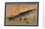 Bora Zu, Striped Mullet (Bora) by Anonymous