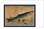 Bora Zu, Striped Mullet (Bora) by Anonymous