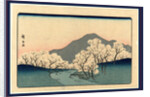 Grove of Blossoming Cherry Trees with Mountain in the Background. by Anonymous