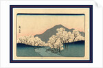 Grove of Blossoming Cherry Trees with Mountain in the Background. by Anonymous