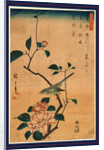 Tsubaki ni uguisu, Camellia and Bush Warbler by Ando Hiroshige