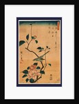 Tsubaki ni uguisu, Camellia and Bush Warbler by Ando Hiroshige