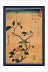 Tsubaki ni uguisu, Camellia and Bush Warbler by Ando Hiroshige