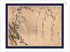 Plum Blossoms on Tree Branches with the Moon in the Background by Anonymous