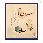 an Illustration of a Bird on a Stick with Flowers and an Unopened Blossom by Anonymous