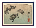 Two Turtles by Anonymous