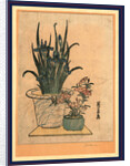 Two Flower Pots, One with Irises and the Other is the Pink Nadeshiko Flower by Anonymous
