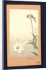 Small Red-Capped Bird Perched on a Bamboo Stake Supporting a Lily Plant. by Anonymous