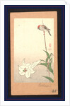 Small Red-Capped Bird Perched on a Bamboo Stake Supporting a Lily Plant. by Anonymous