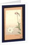 Small Red-Capped Bird Perched on a Bamboo Stake Supporting a Lily Plant. by Anonymous