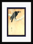 Blackbird (Raven or Crow) Perched on a Snow-Covered Branch. by Anonymous