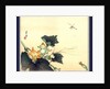 Kabocha ni tonbou, Dragonfly and pumpkin by Ogata Gekko