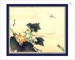 Kabocha ni tonbou, Dragonfly and pumpkin by Ogata Gekko