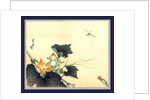 Kabocha ni tonbou, Dragonfly and pumpkin by Ogata Gekko