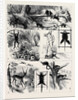 India, Shooting Excursion in Malabar, Madras Presidency by Anonymous