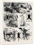 India, Shooting Excursion in Malabar, Madras Presidency by Anonymous