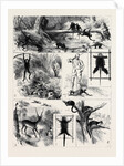 India, Shooting Excursion in Malabar, Madras Presidency by Anonymous