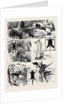 India, Shooting Excursion in Malabar, Madras Presidency by Anonymous