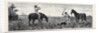 Wallaby Hunting, Queensland by Anonymous