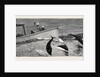 Porpoises Playing Under the Bow of the Nina, Mauritius by Anonymous