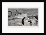 Porpoises Playing Under the Bow of the Nina, Mauritius by Anonymous