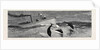 Porpoises Playing Under the Bow of the Nina, Mauritius by Anonymous