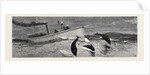 Porpoises Playing Under the Bow of the Nina, Mauritius by Anonymous