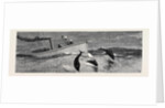 Porpoises Playing Under the Bow of the Nina, Mauritius by Anonymous